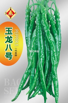 玉龍八號