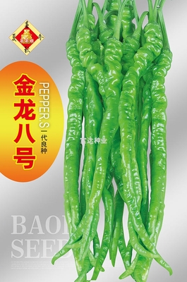 金龍八號