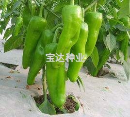 黃皮椒