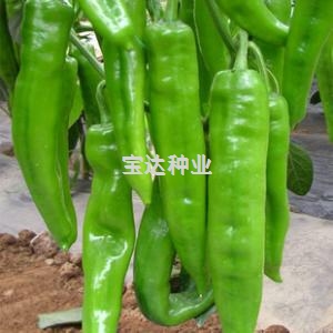 青皮椒