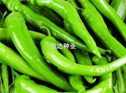 尖椒