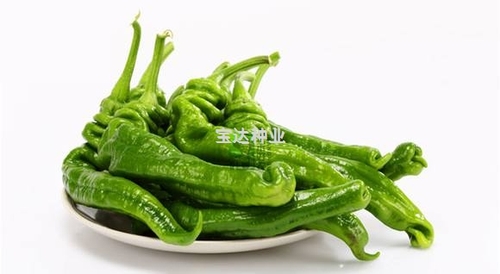 螺絲椒