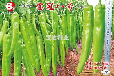 寶冠八號